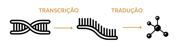 Diagrama: DNA passa por transcrição para RNA mensageiro e por tradução para proteínas